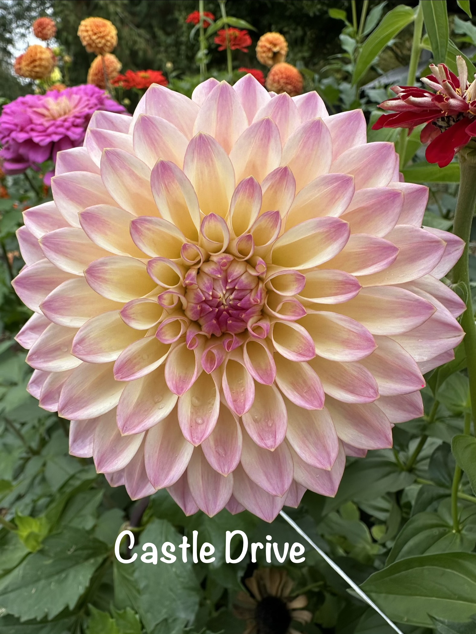 Castle Drive