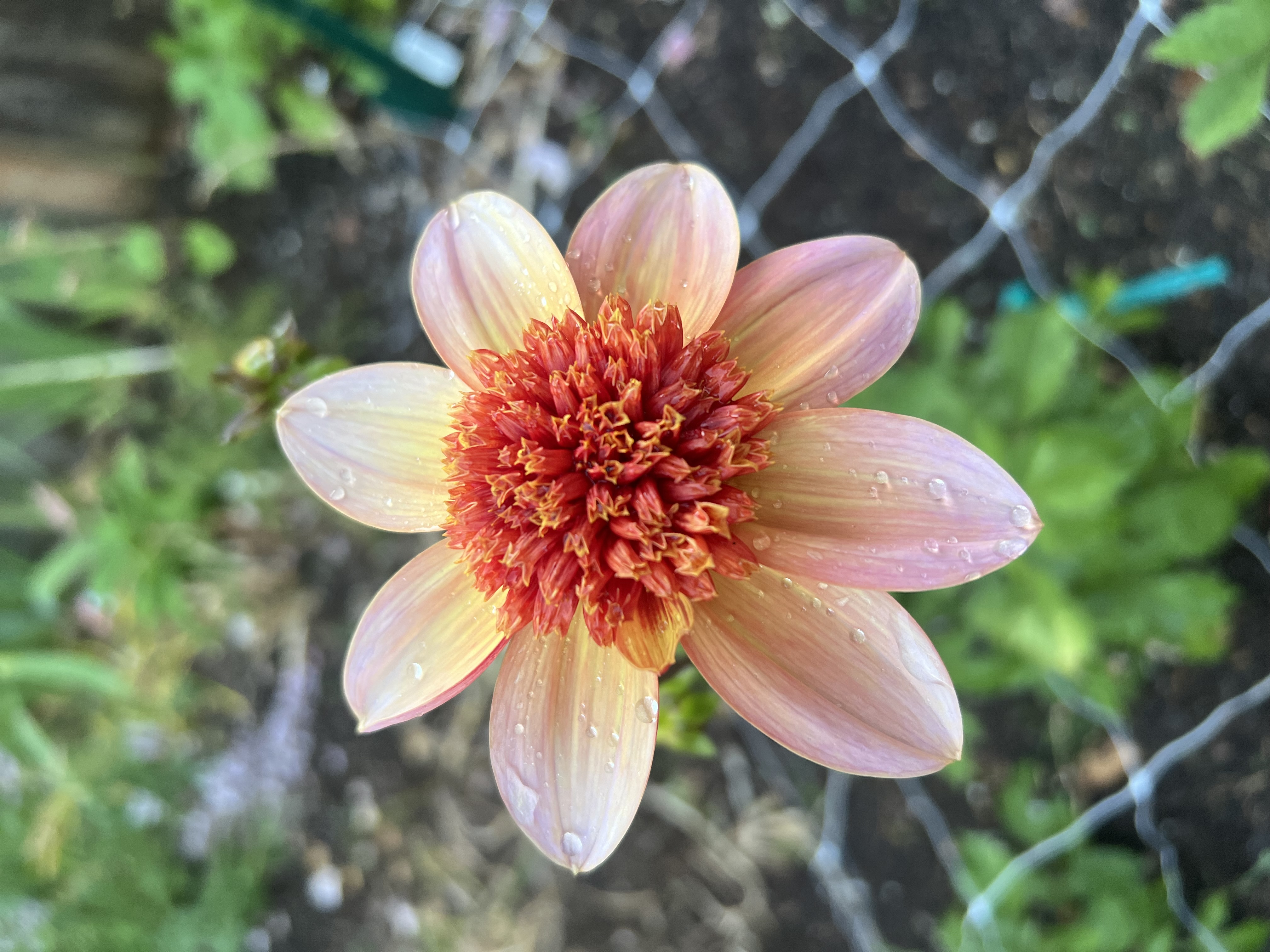Totally Tangerine