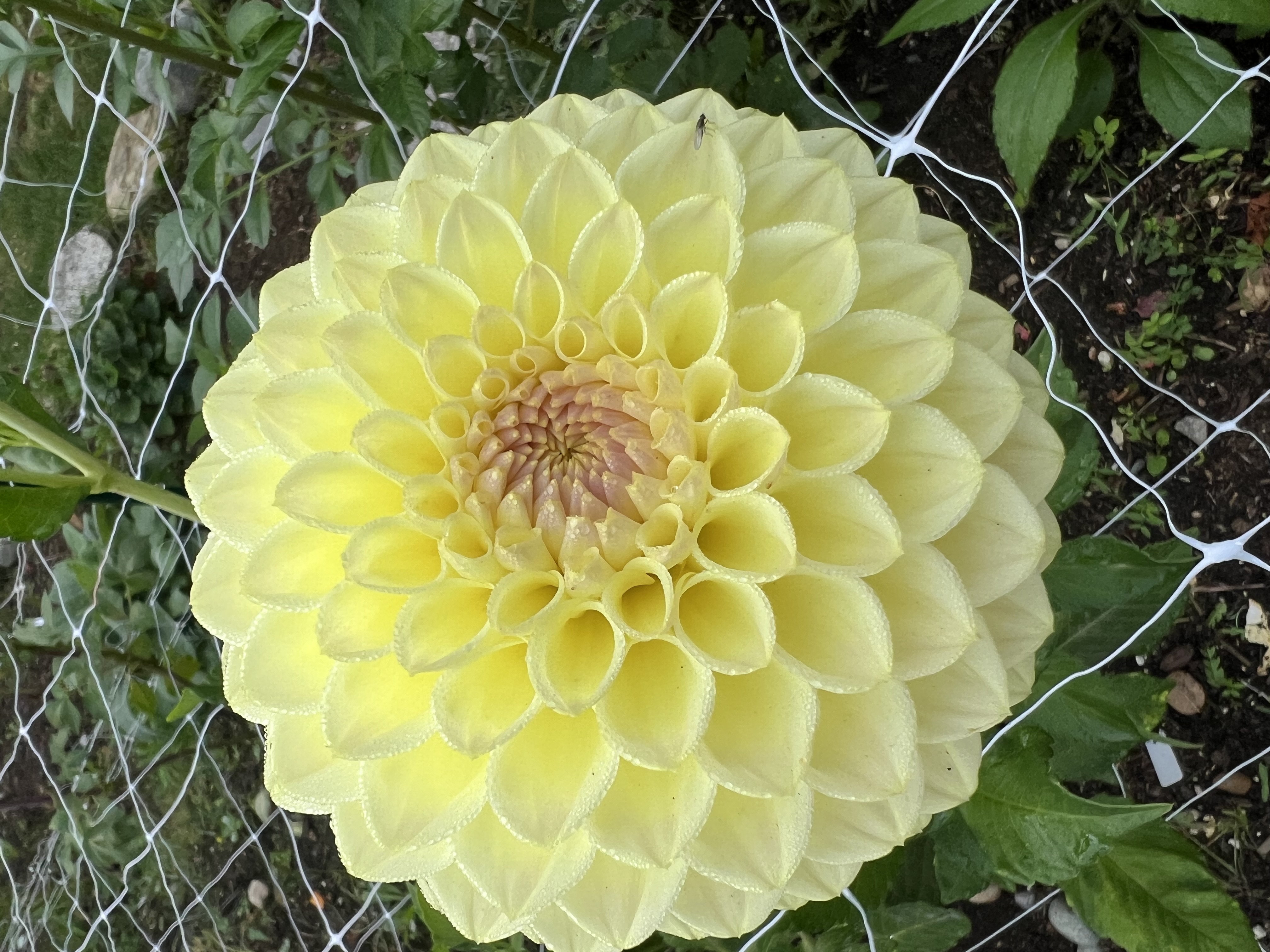 Winholme Diane