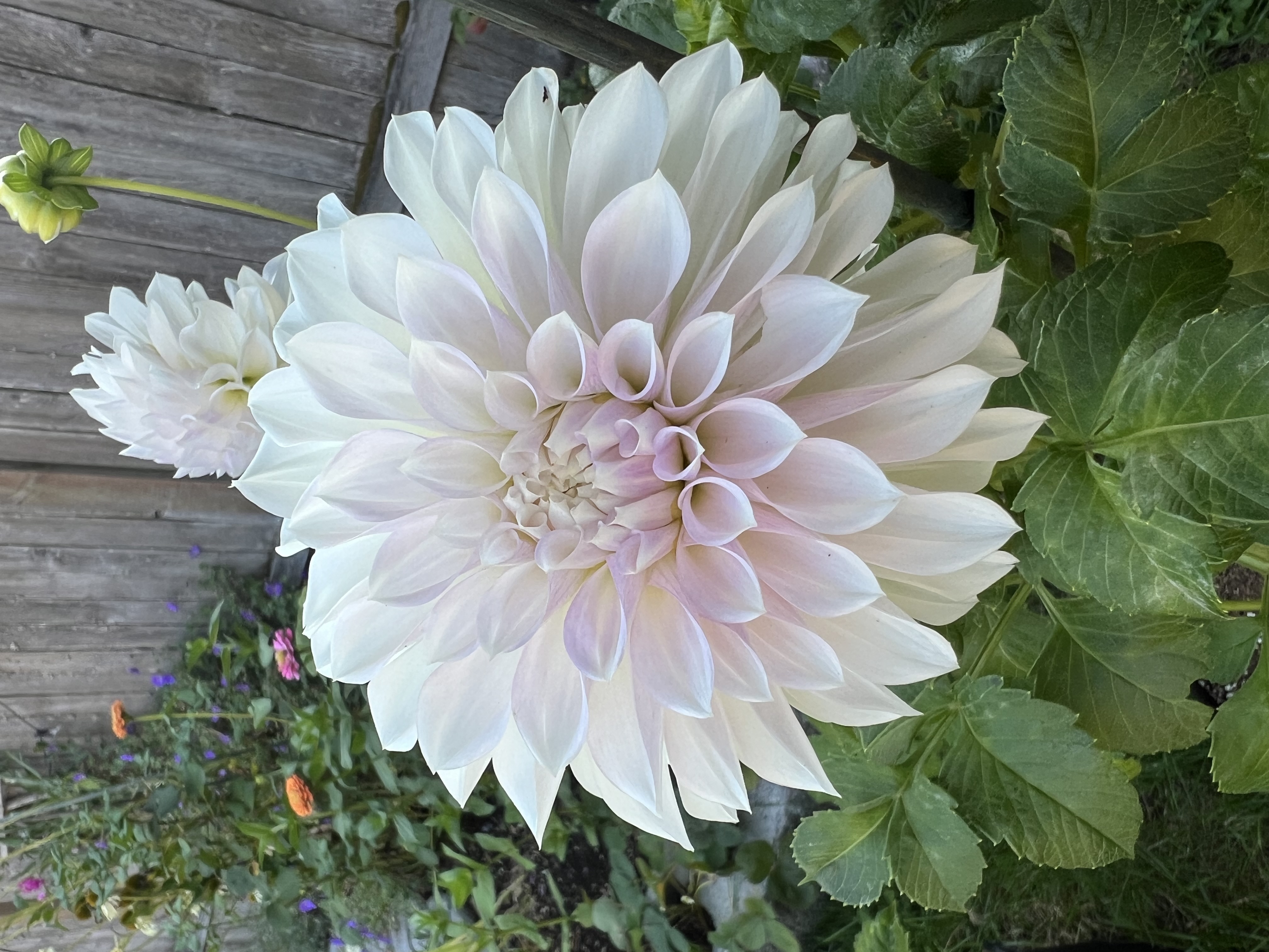 KA's® Bella Luna
