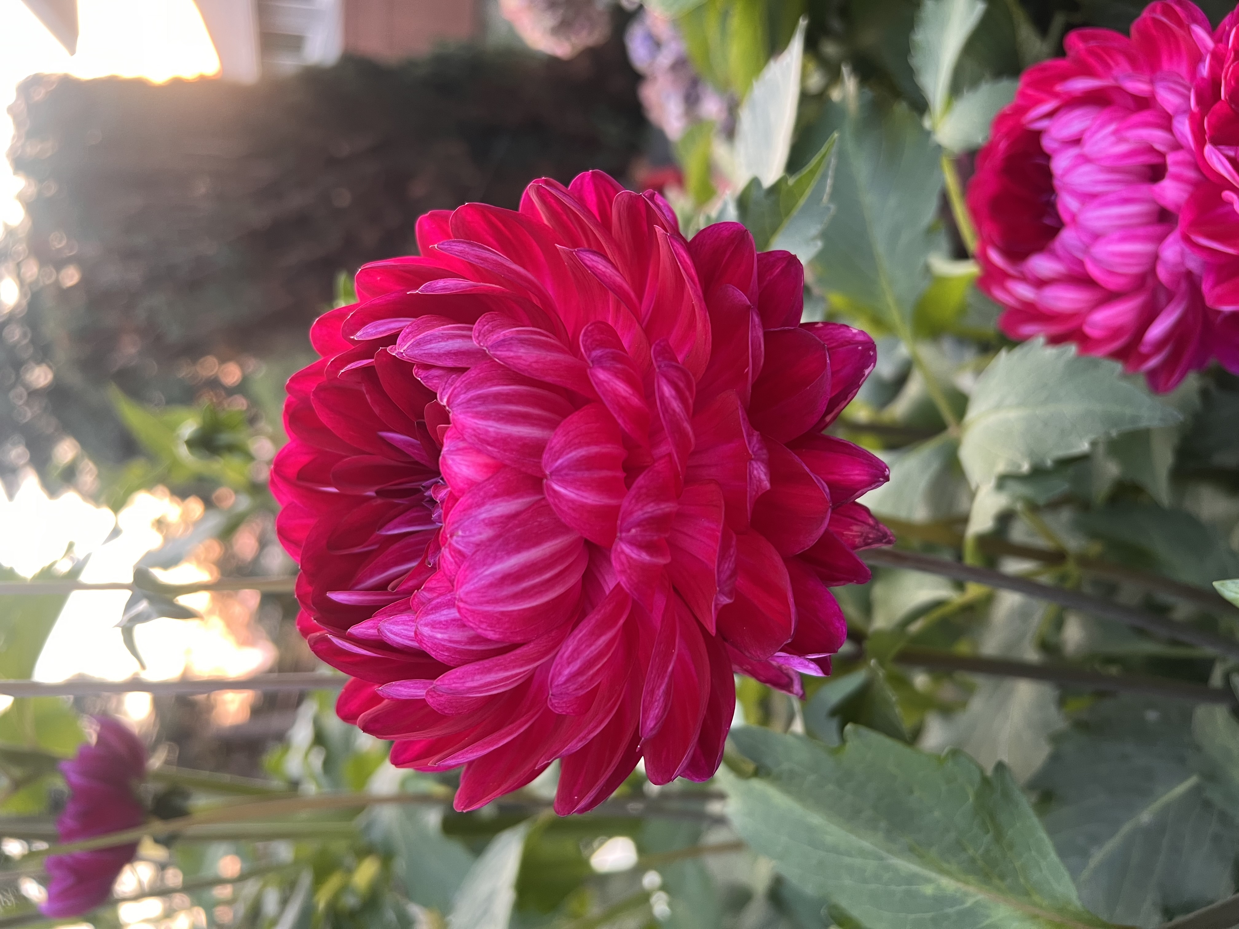 Sandia Bertha