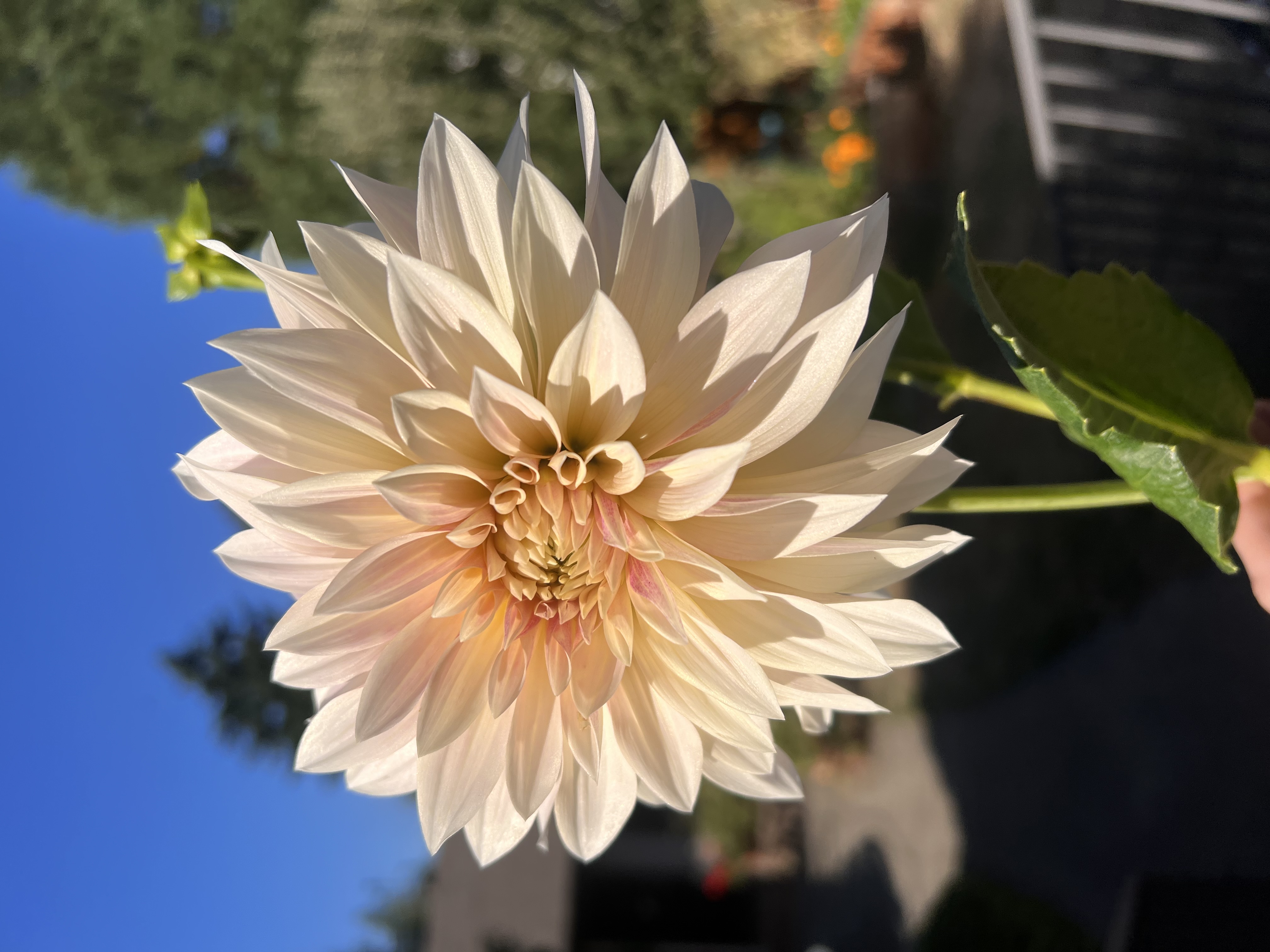 Cafe Au Lait Mini