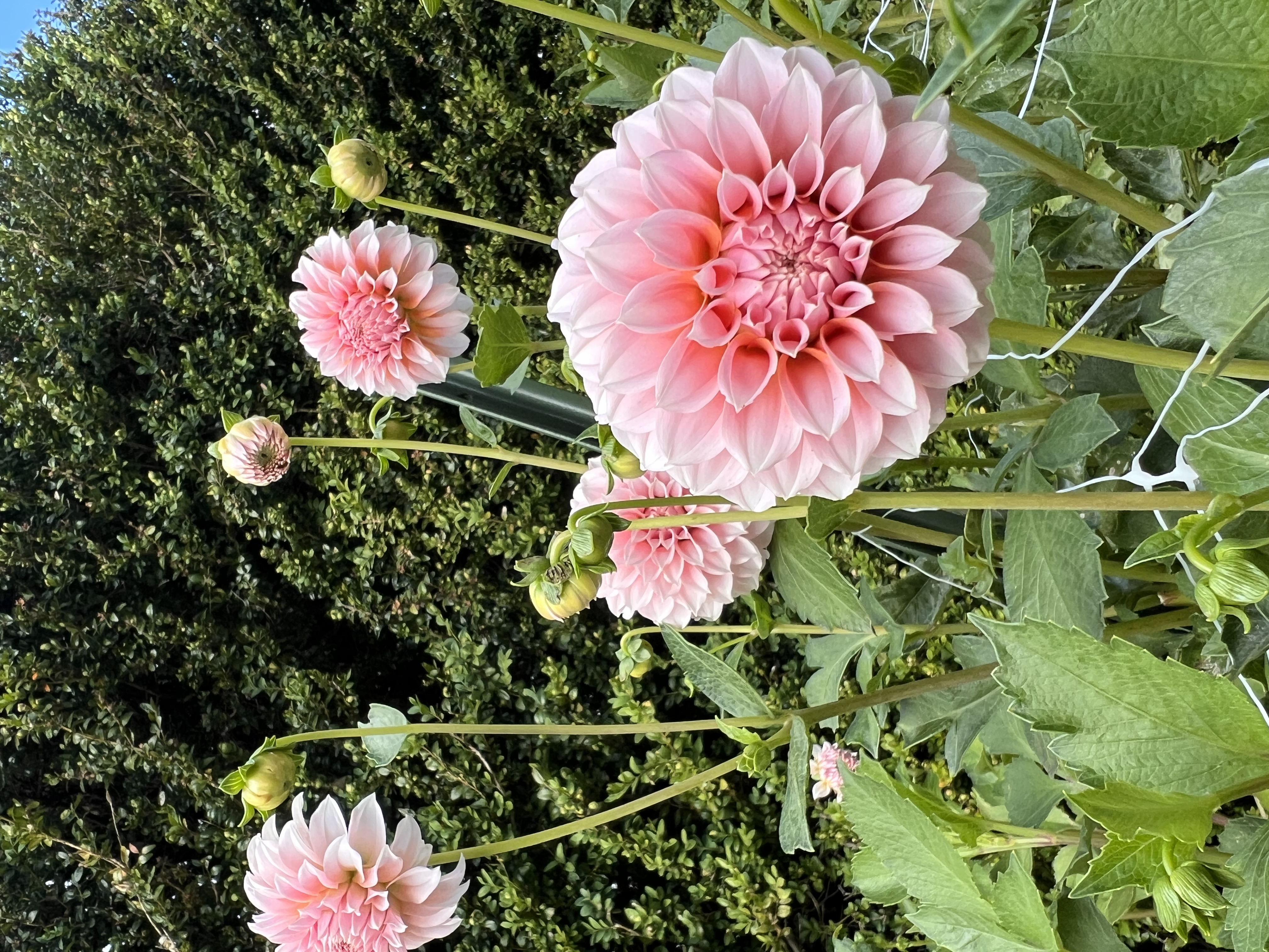 Peaches n' Cream photo