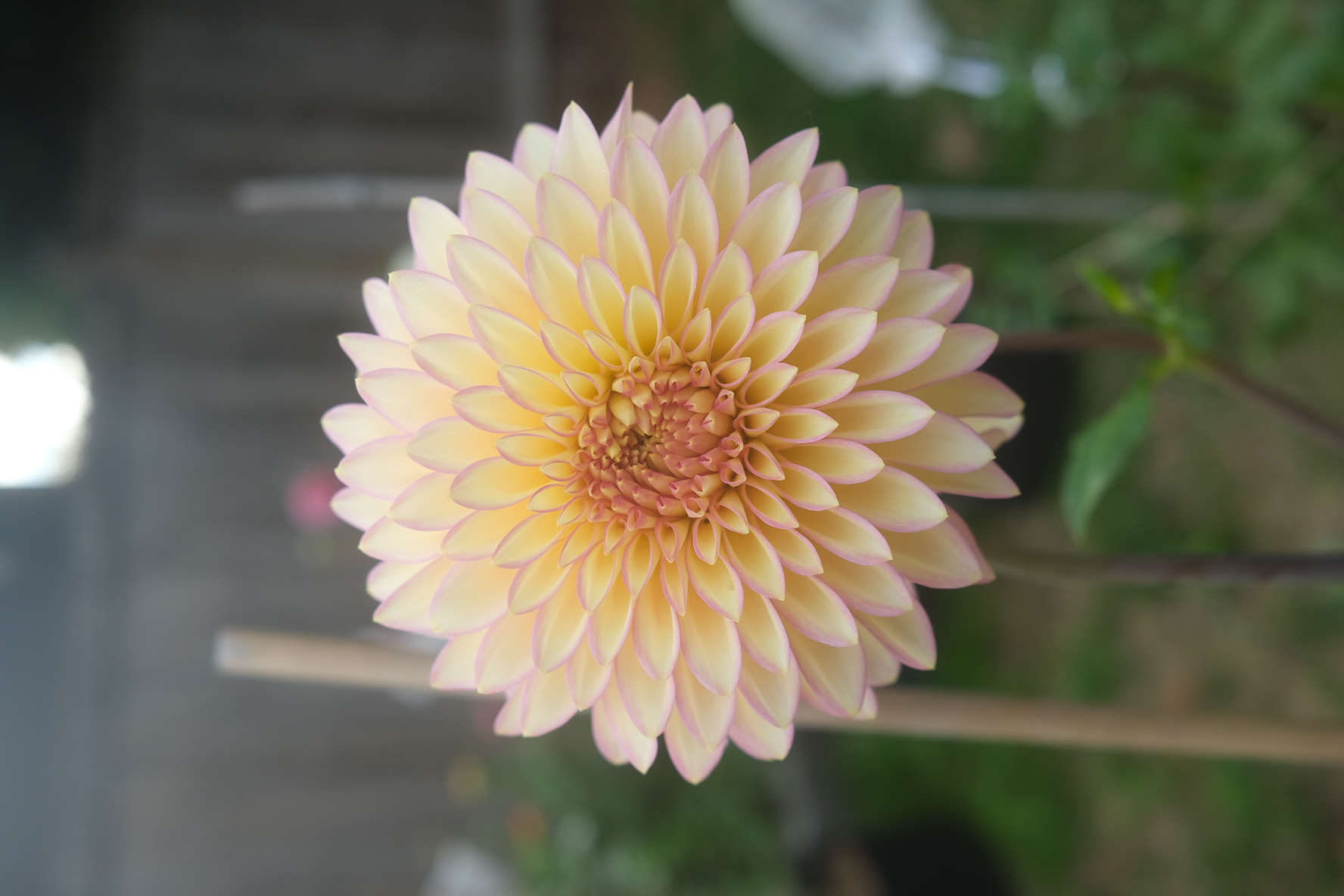 Bloomquist Blush