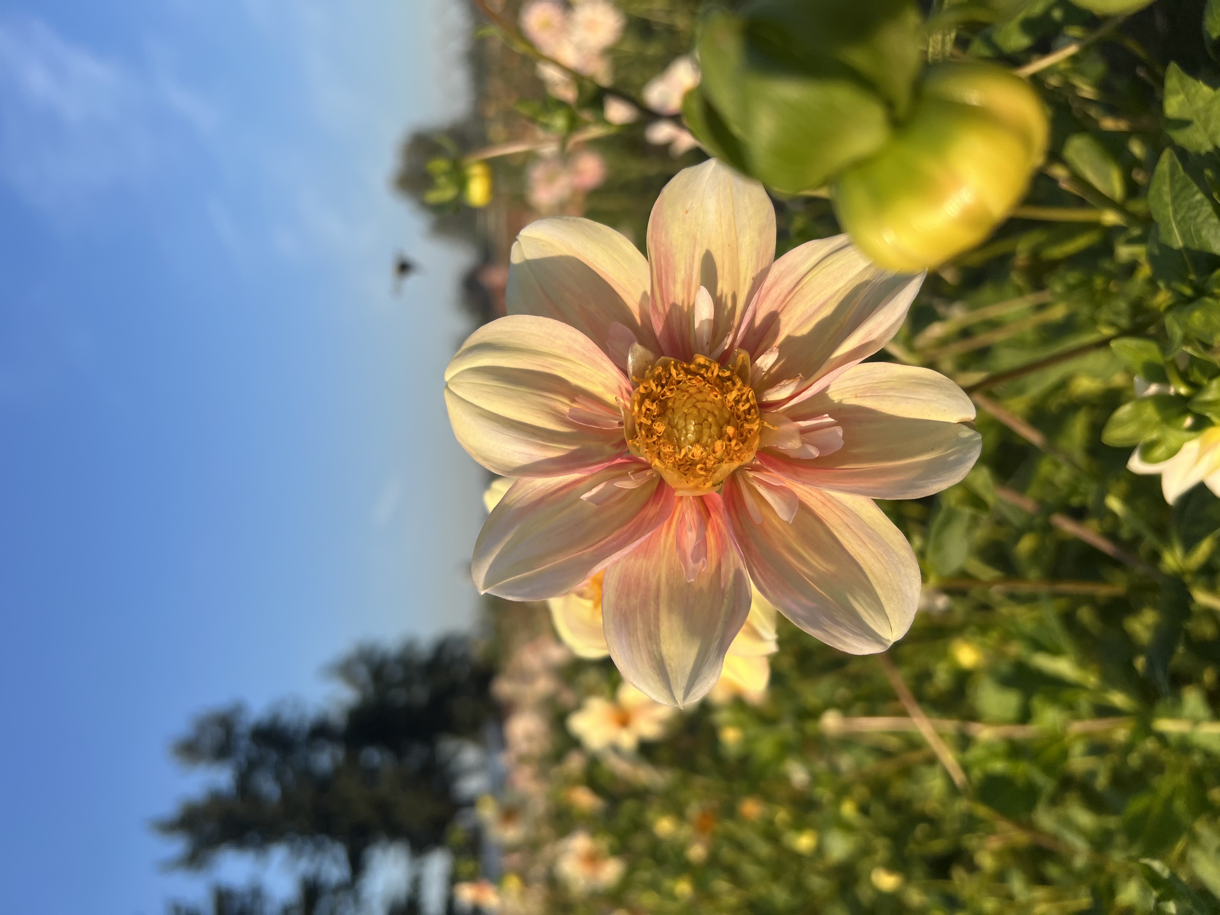 Apple Blossom