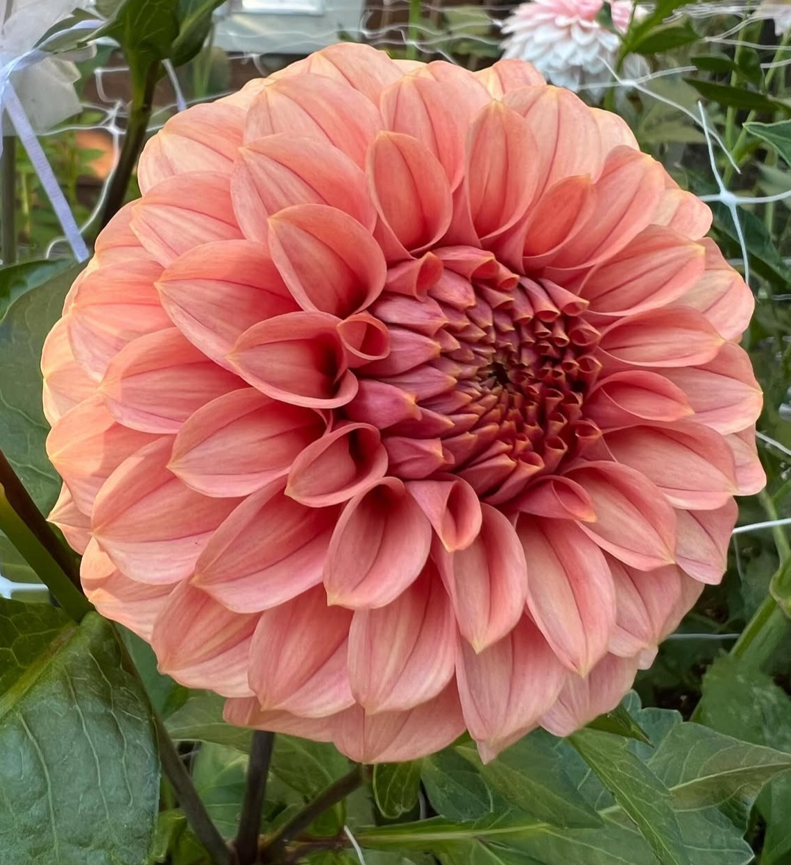 KA's® Keltie Rose