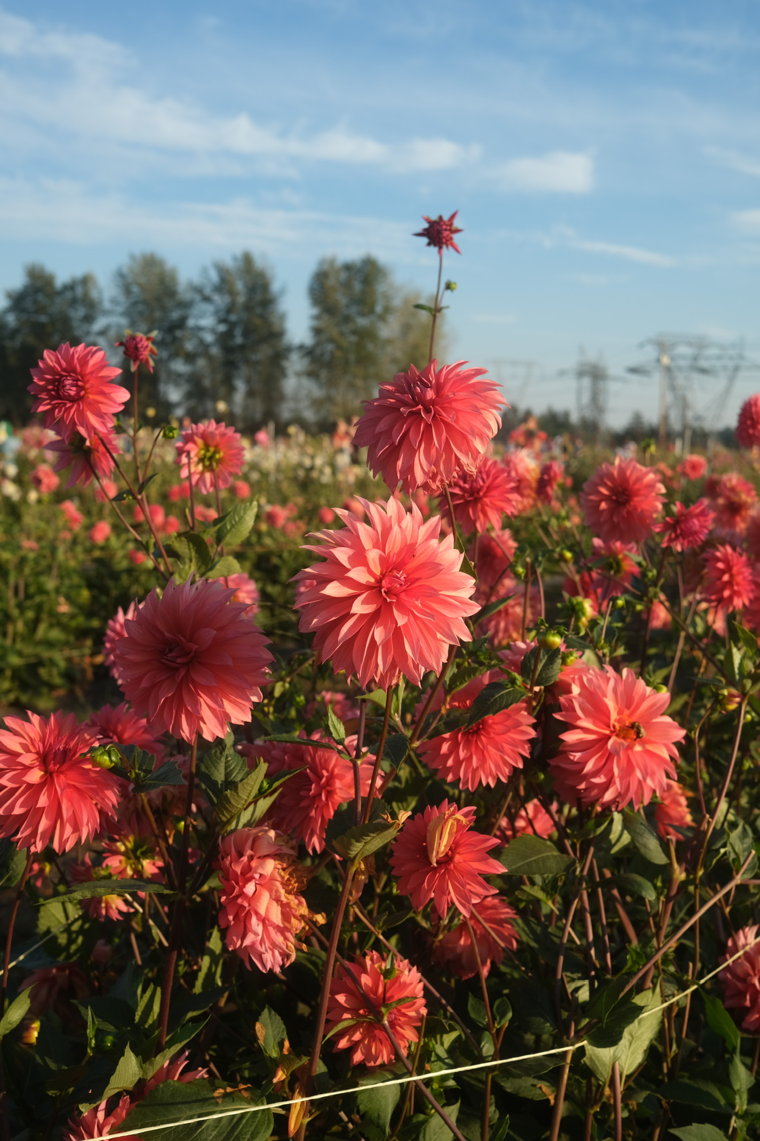 Sandia Ruthie