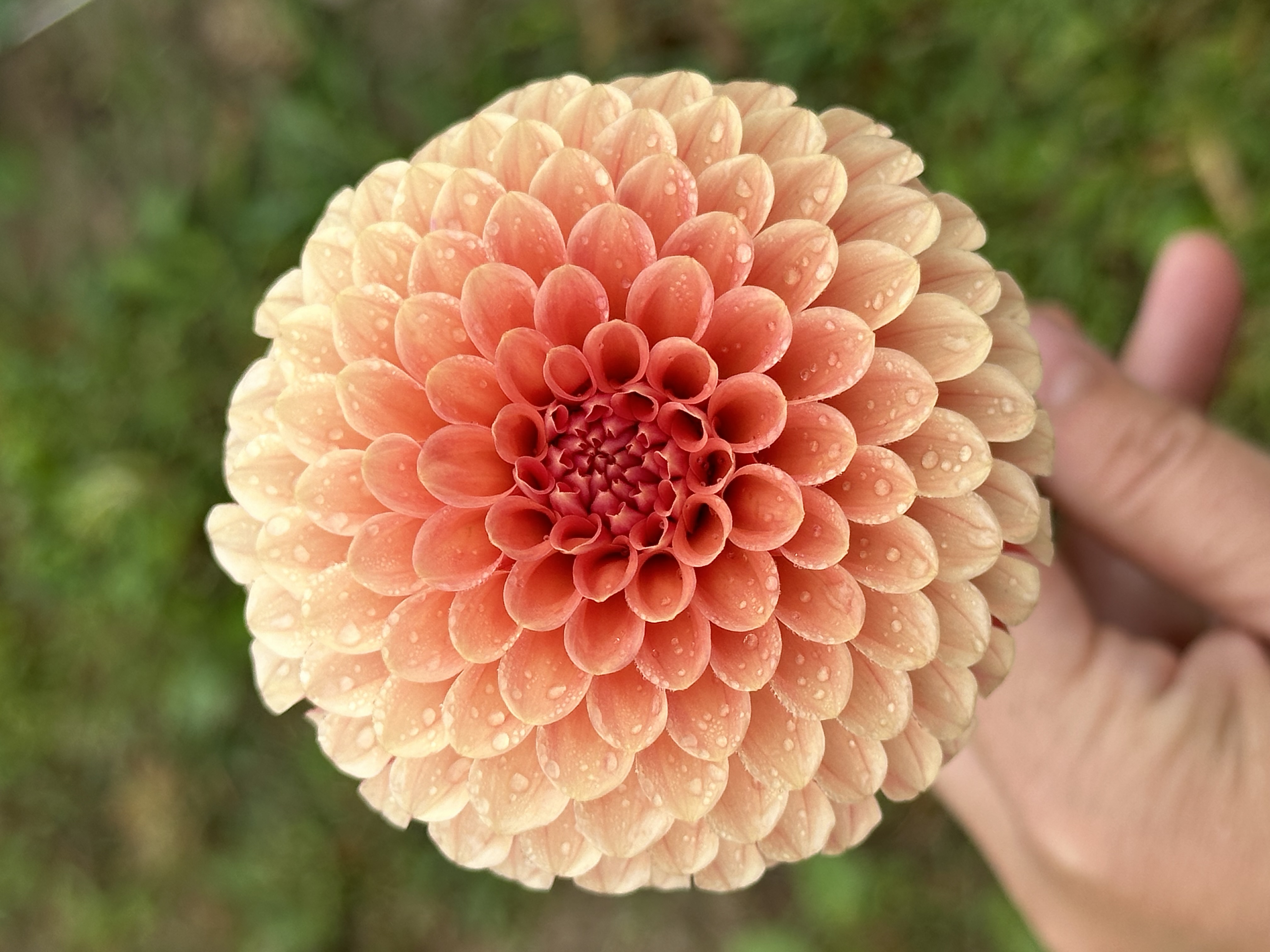 Rose Toscano