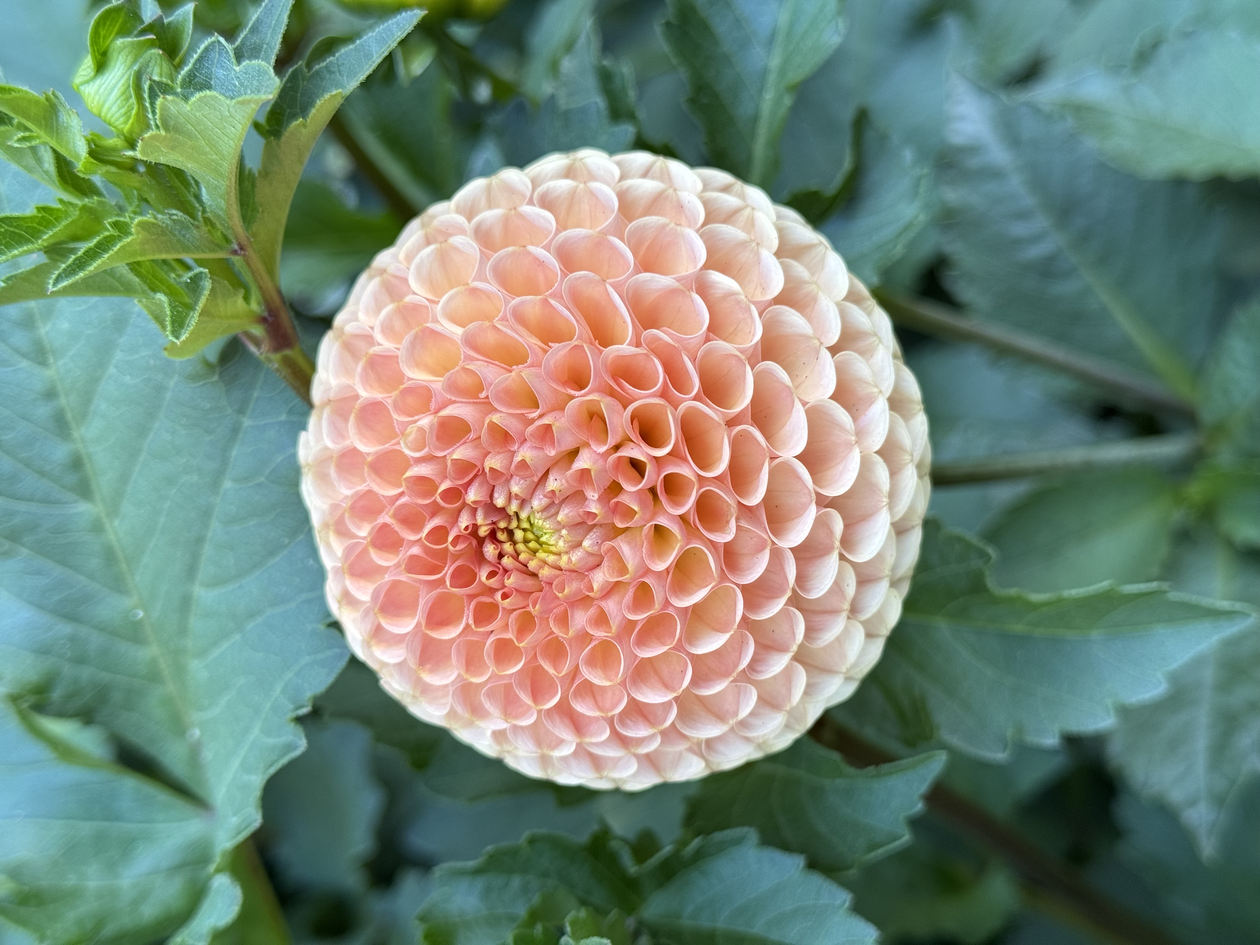 KA's® Honeycomb