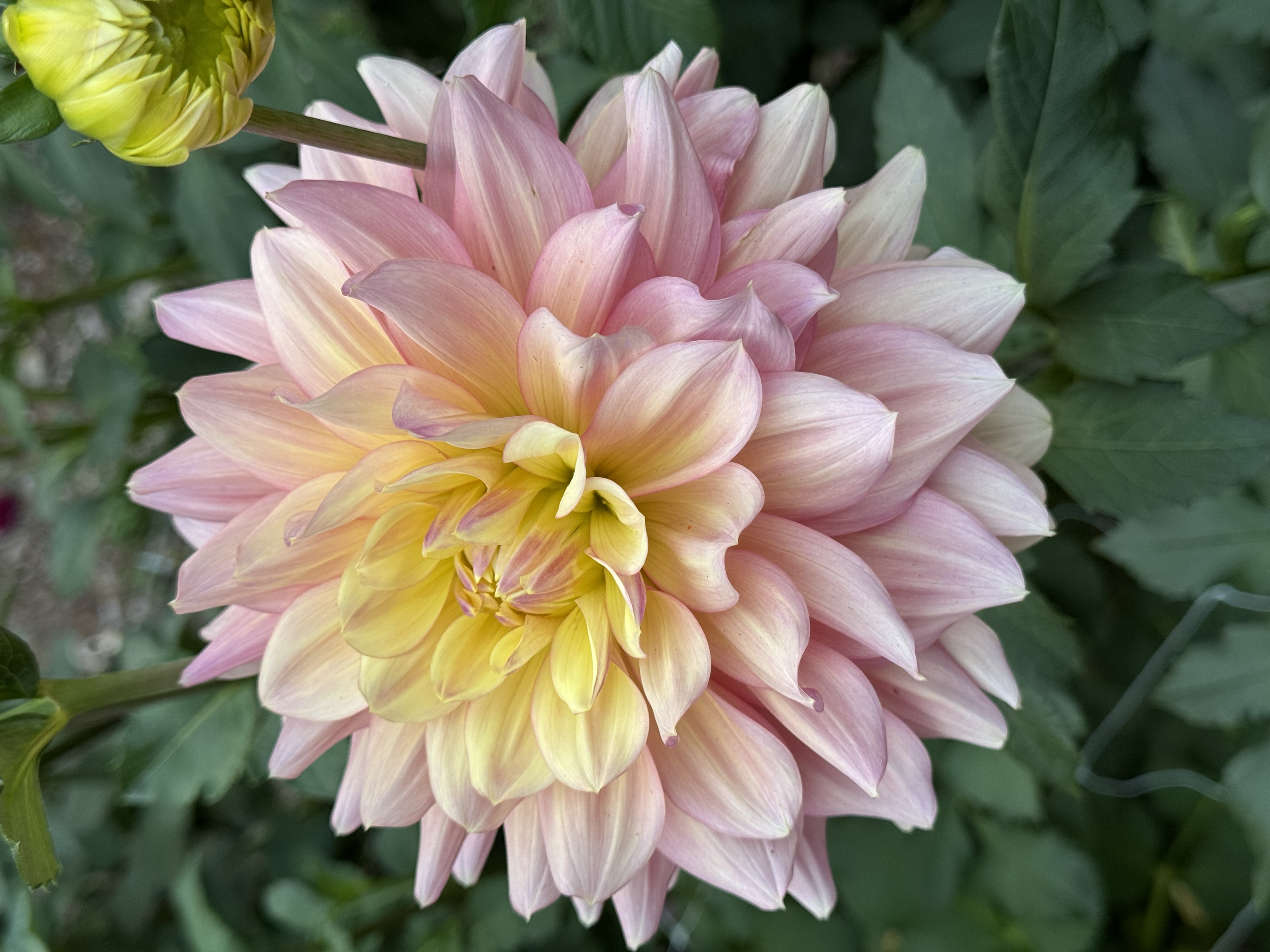 Wyn's NEW Pastel