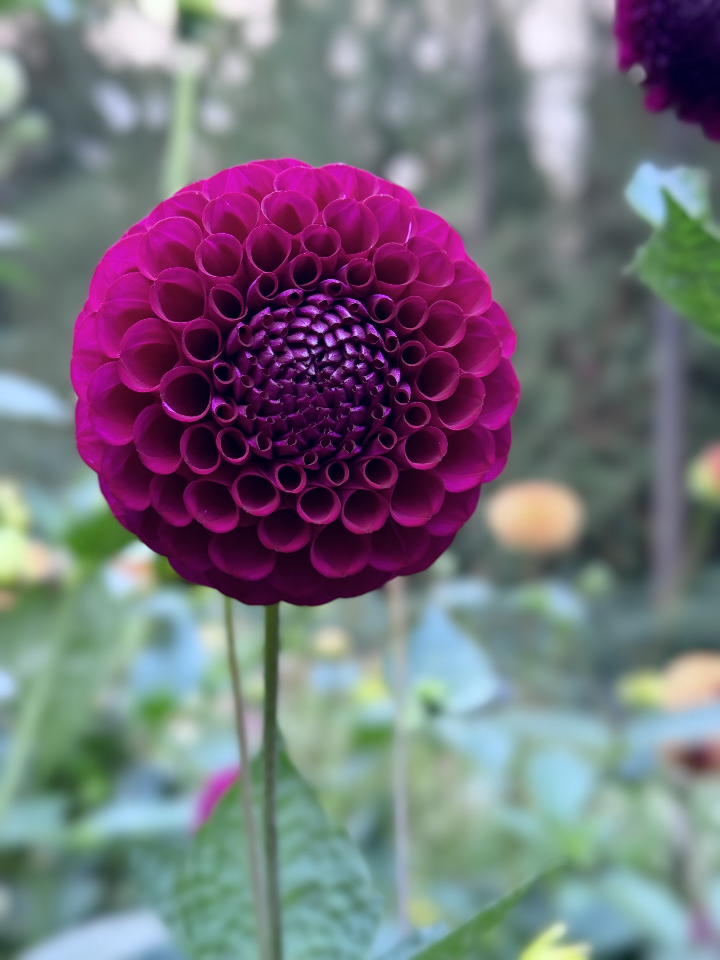 Irish Blackberry
