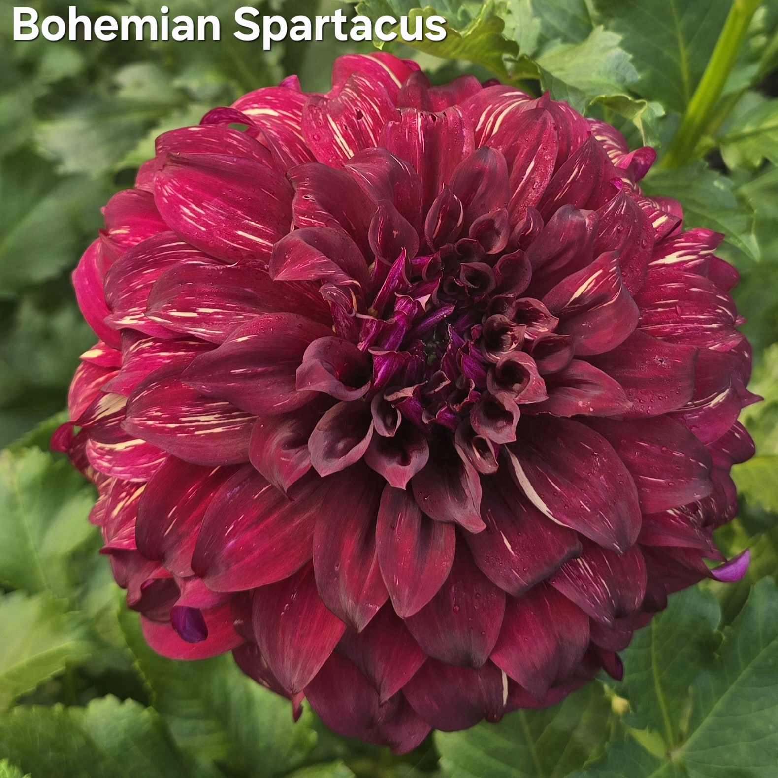 Bohemian Spartacus