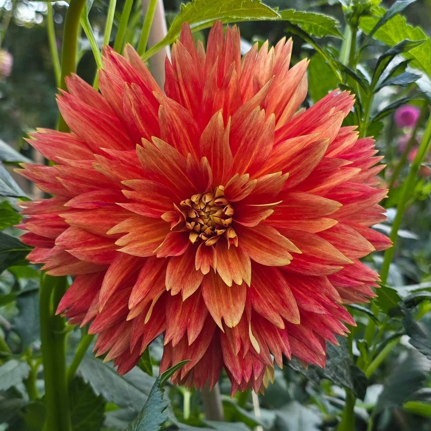 Punkin Spice