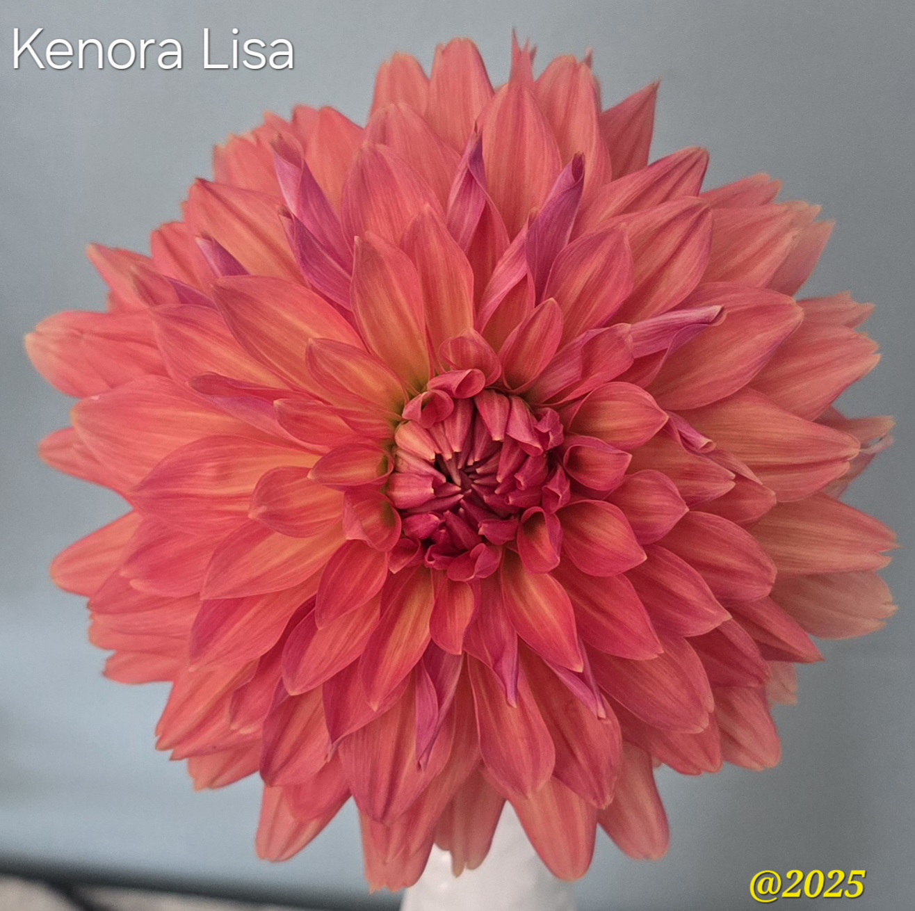 Kenora Lisa