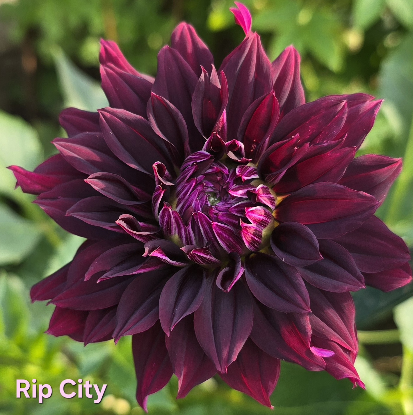 Rip City