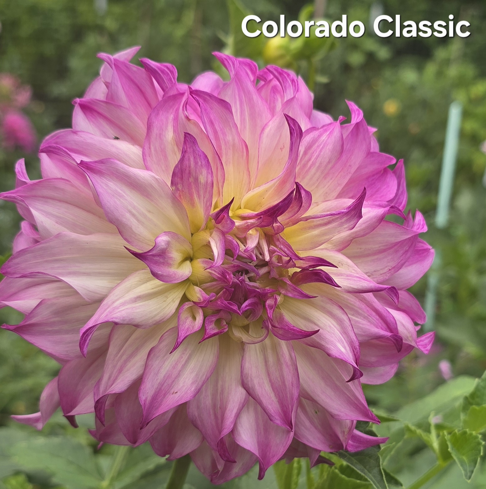 Colorado Classic