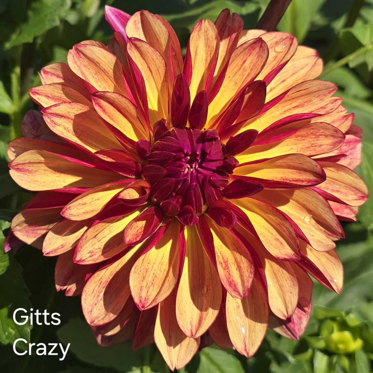 Gitts Crazy