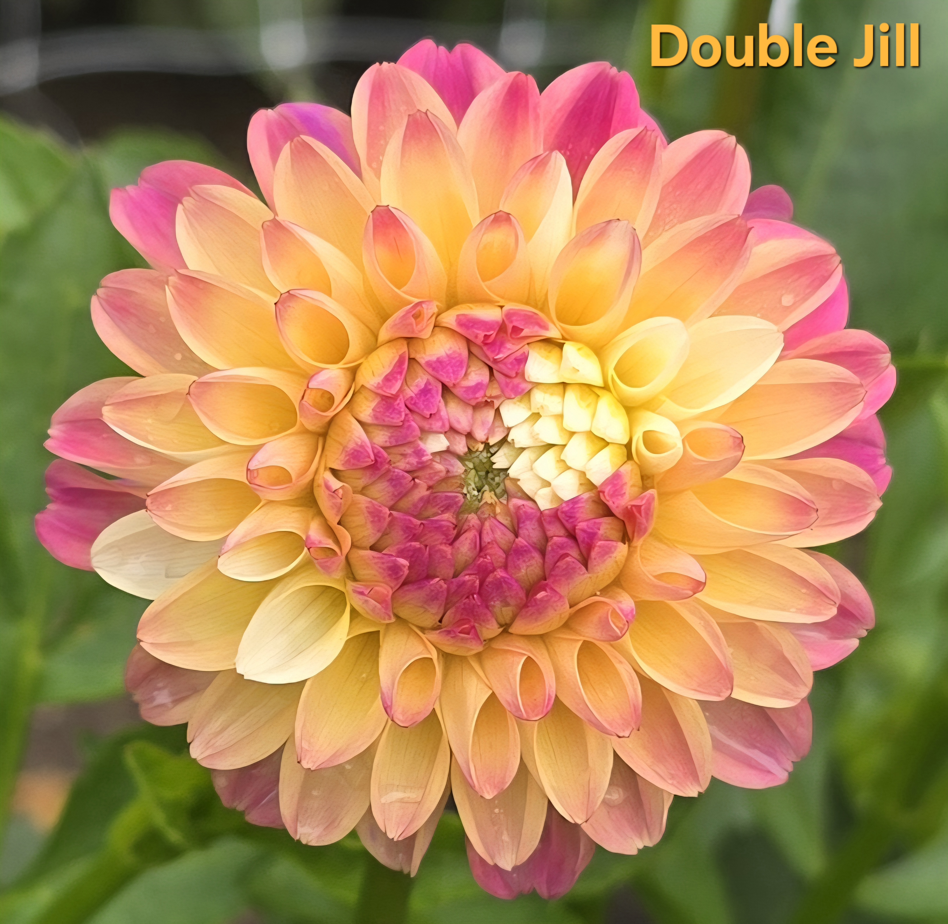 Double Jill