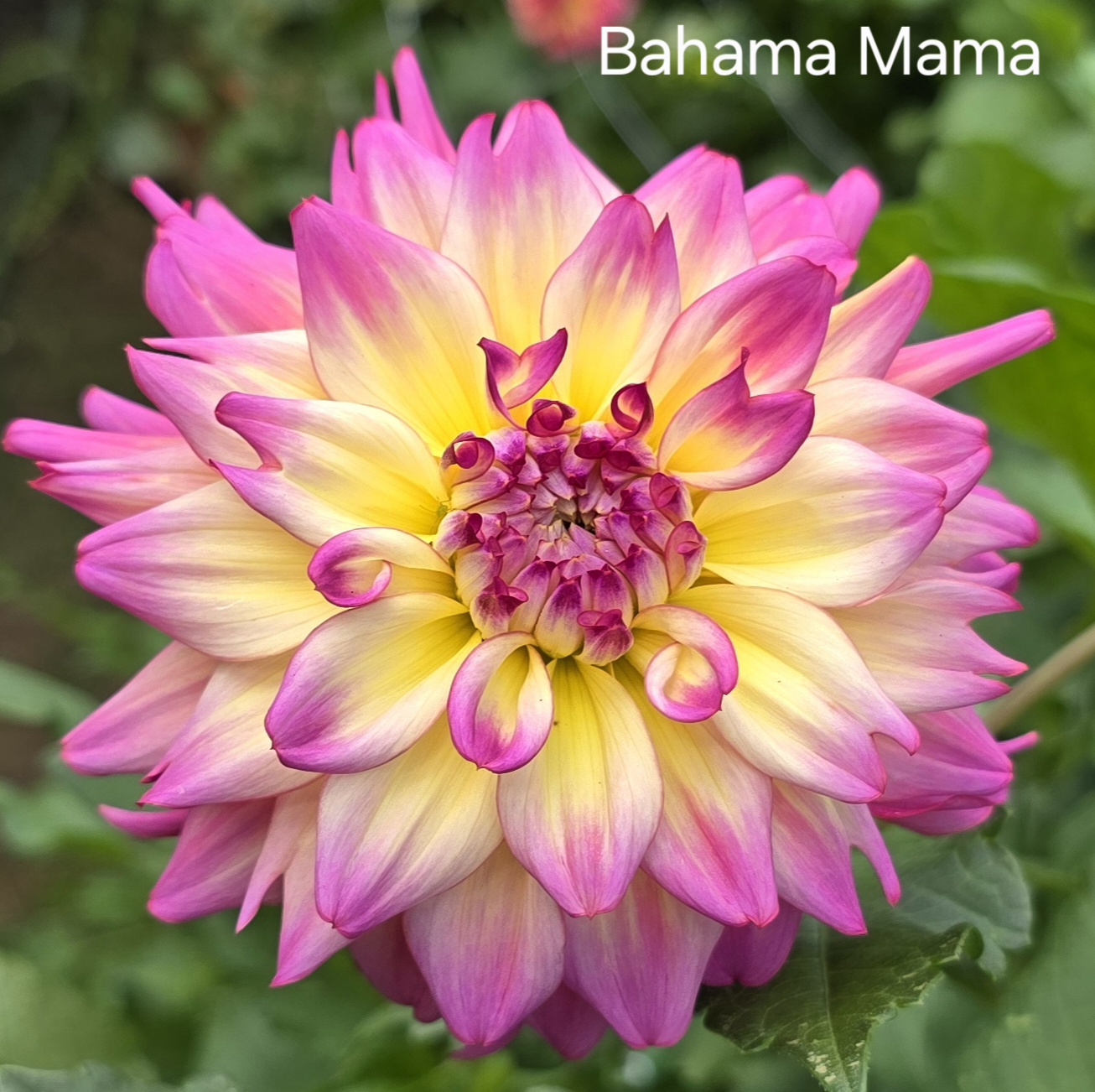 Bahama Mama