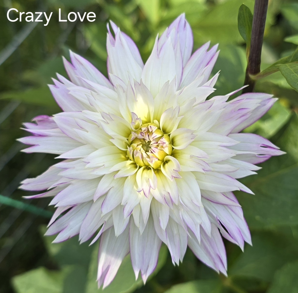 Crazy Love