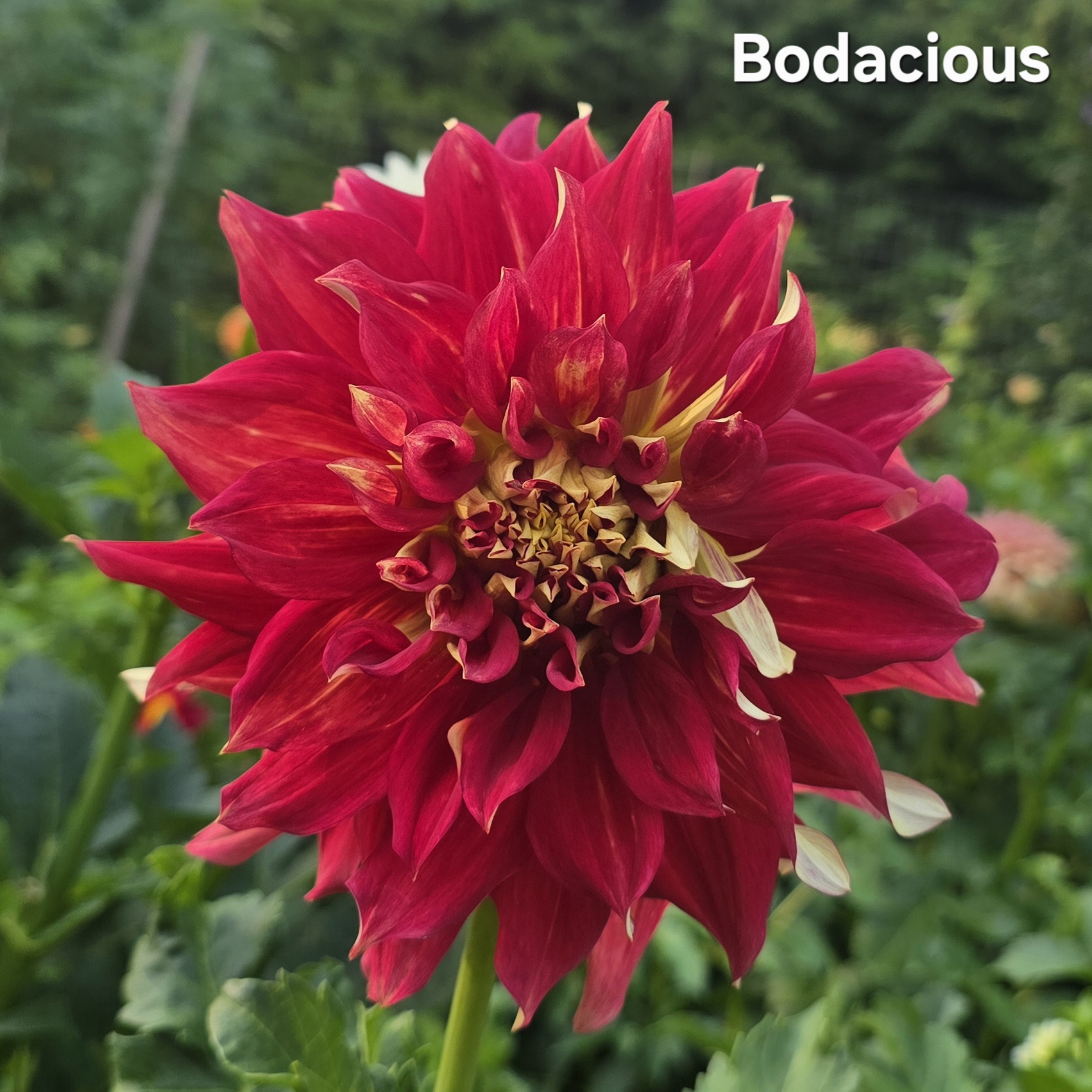 Bodacious