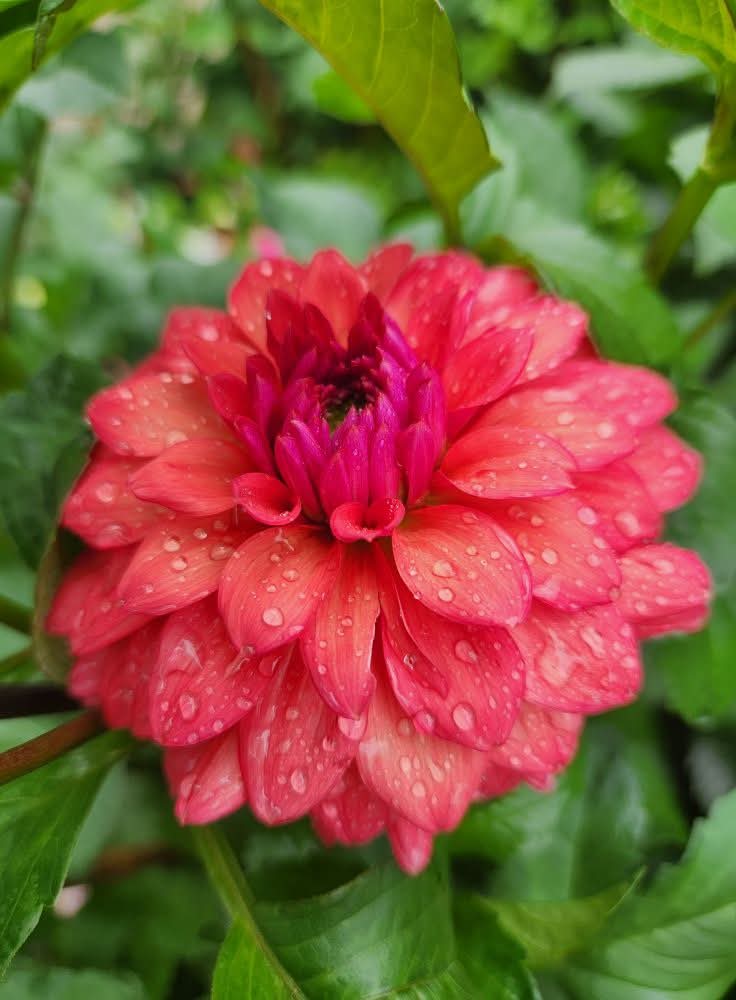 Cheers
