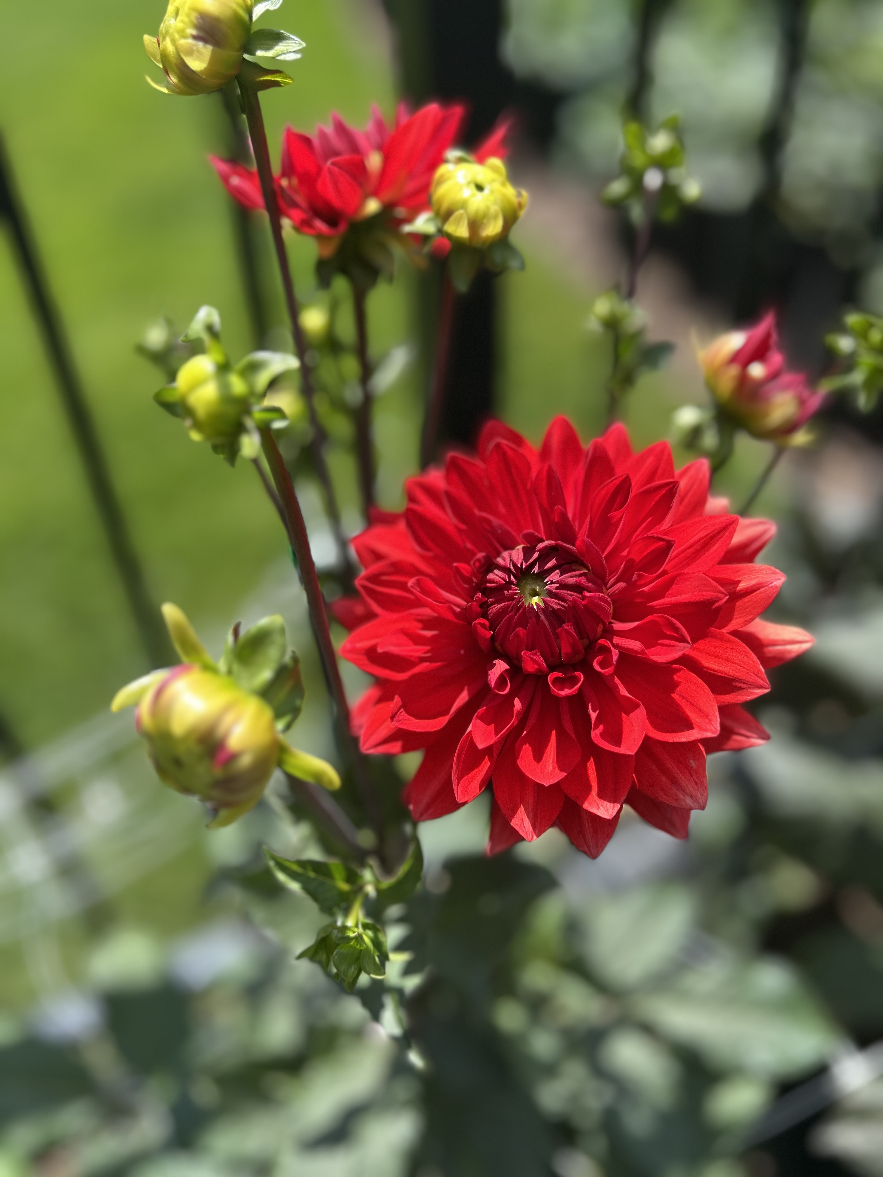 Garden Wonder