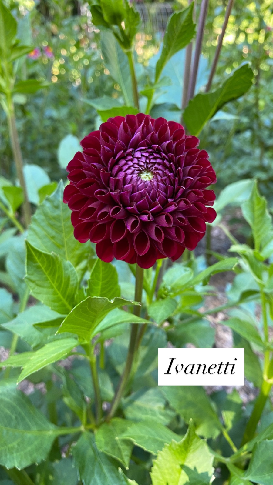 Ivanetti