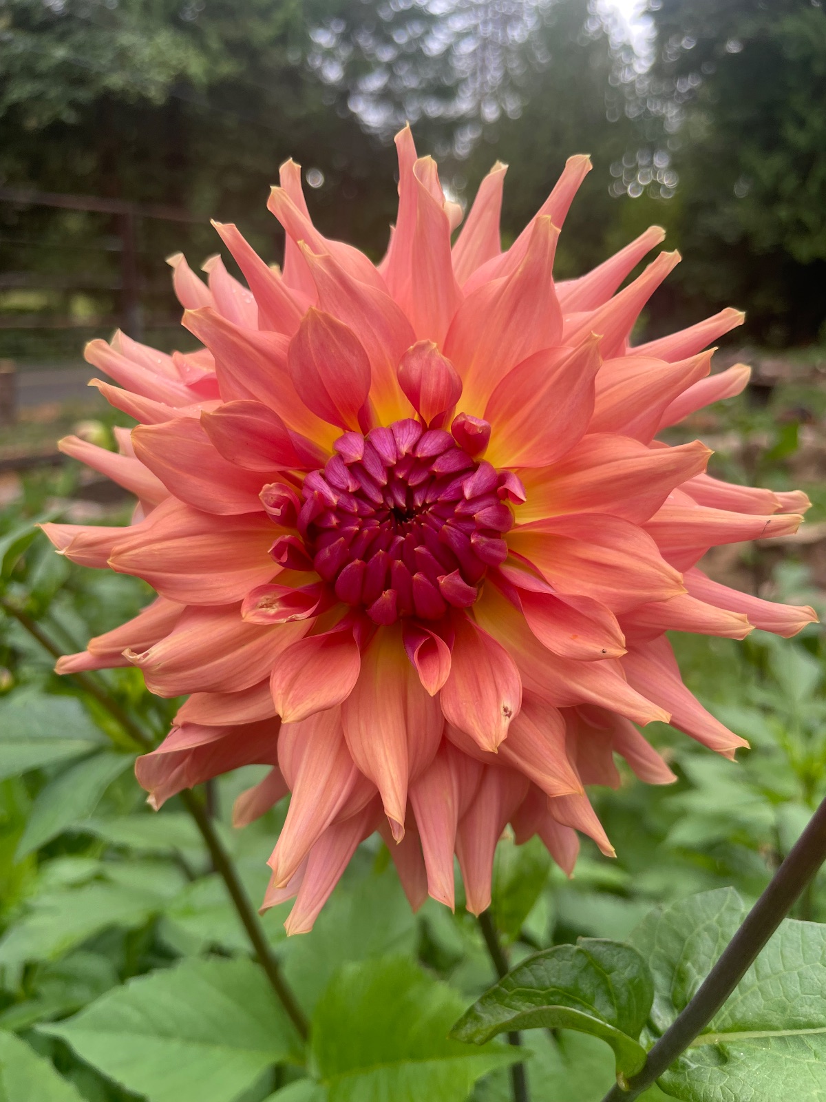 Terracotta