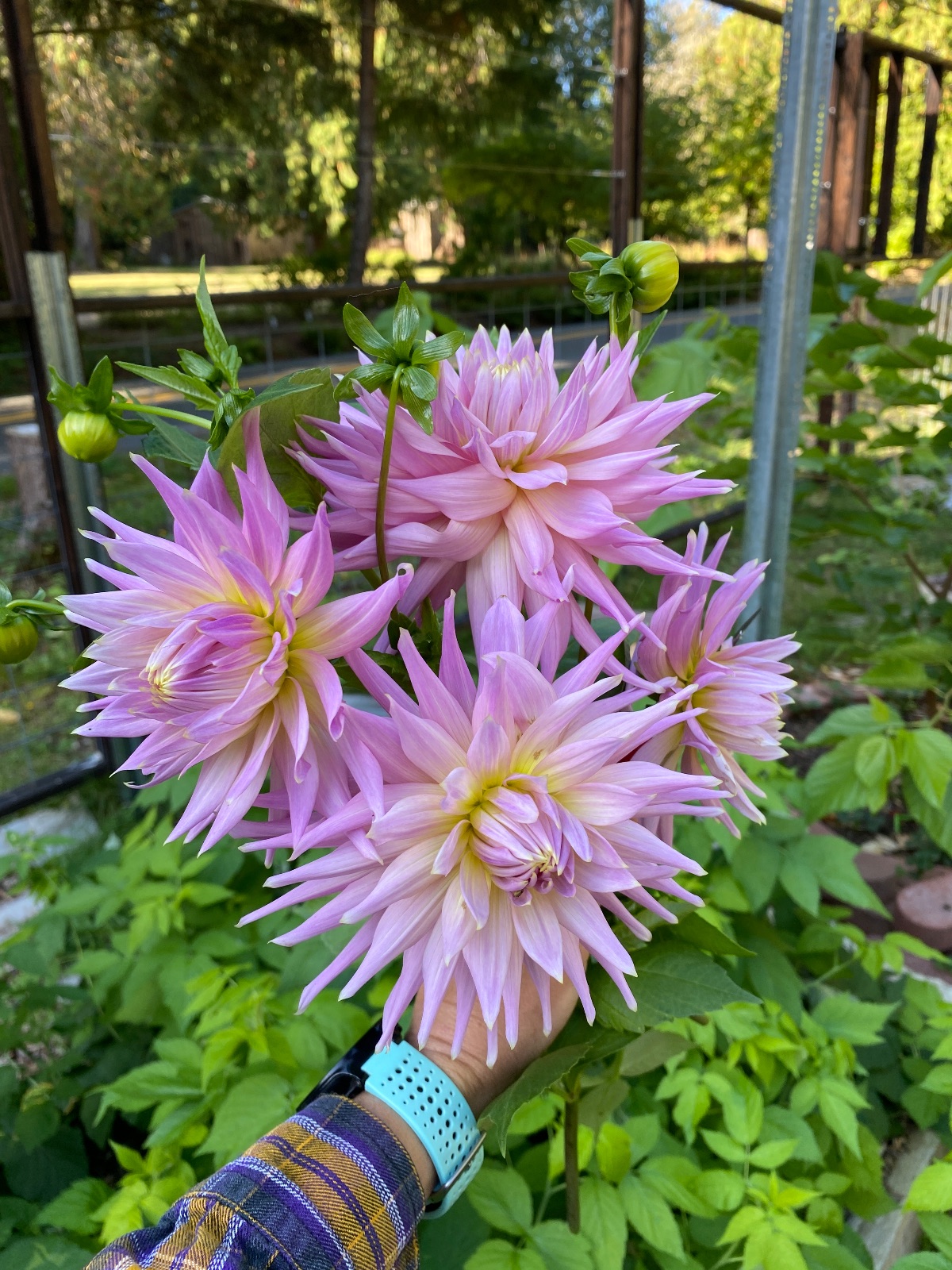 Wyn's Mauve Mist