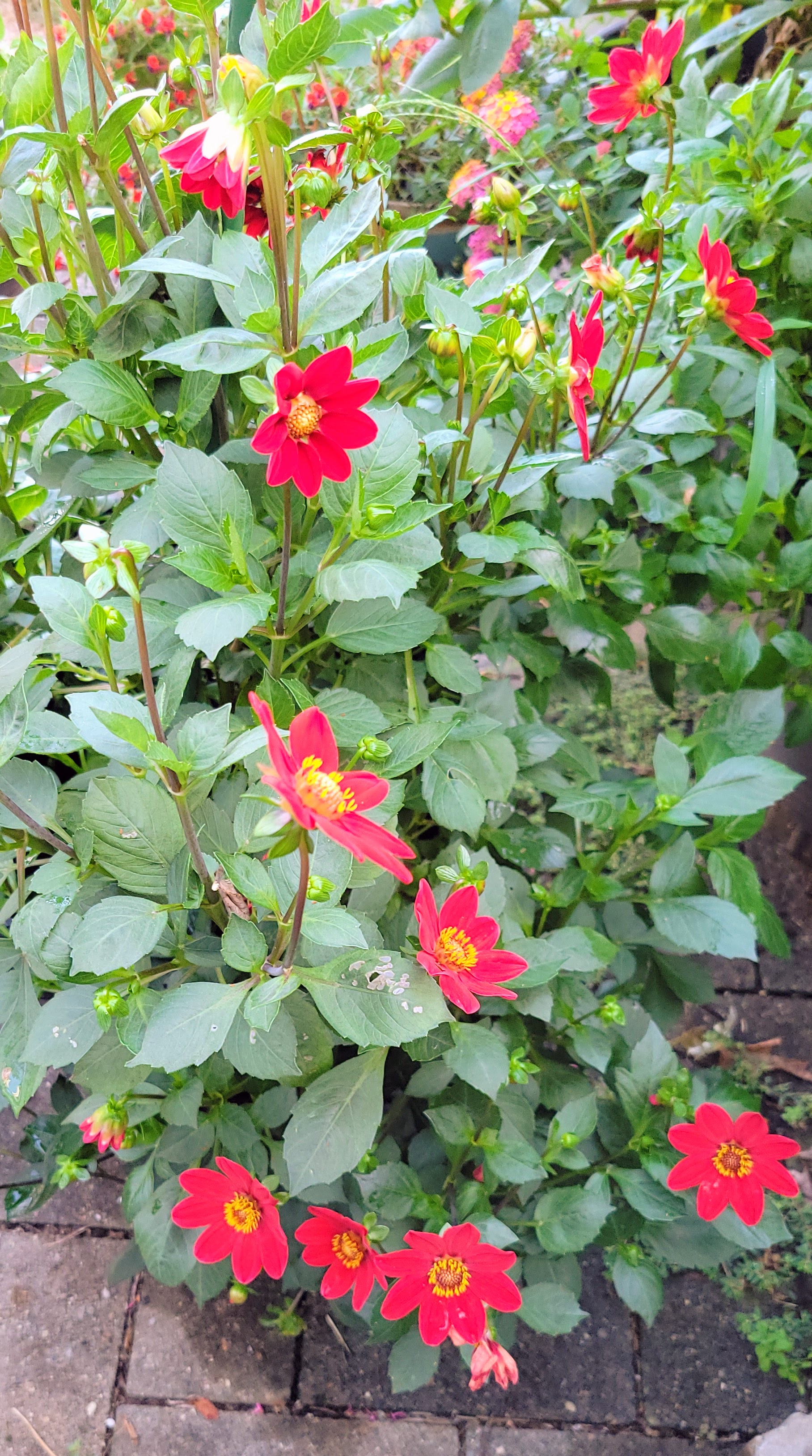 Baby RED