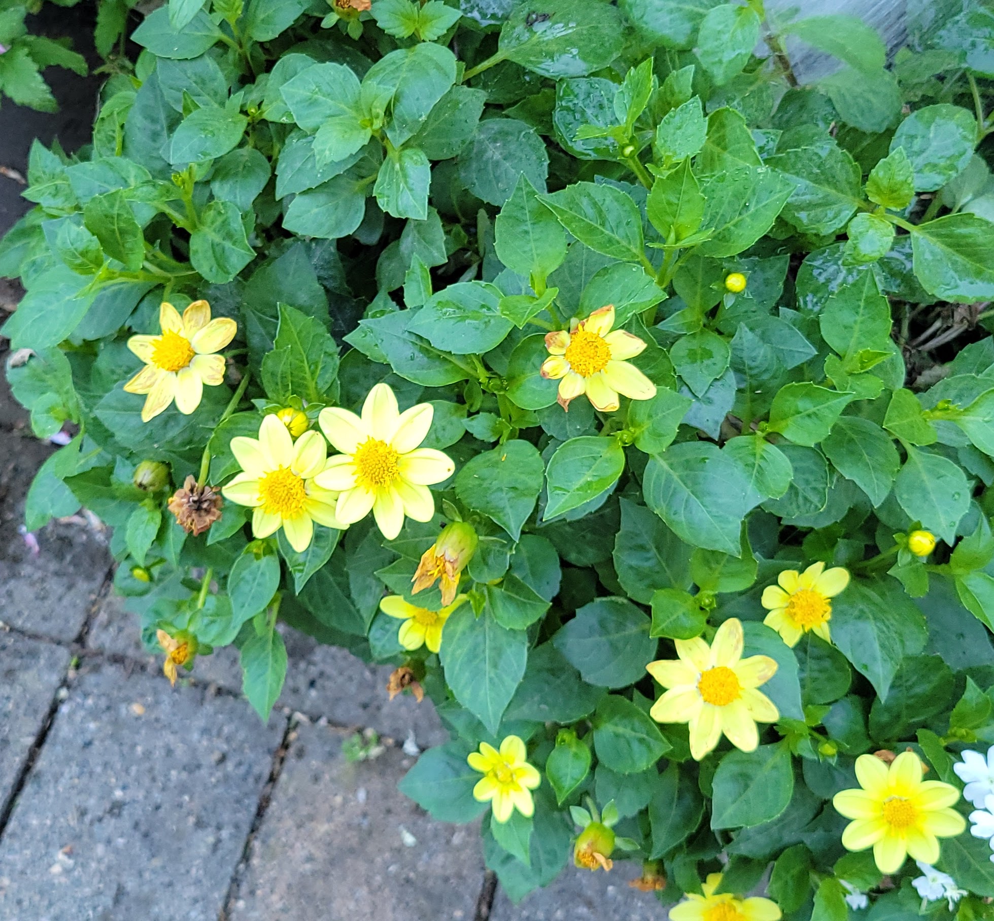 Baby Yellow