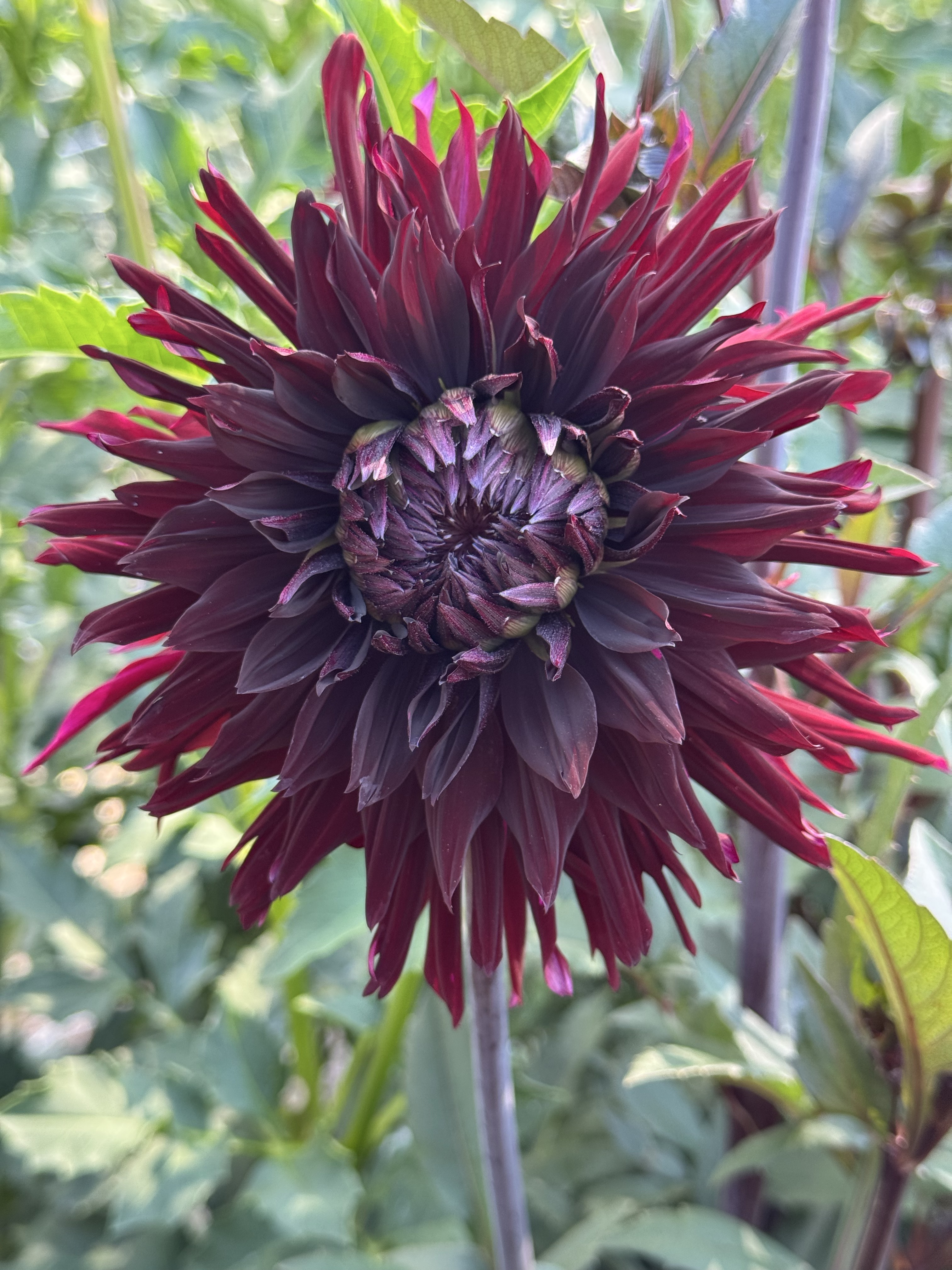 Black Jack